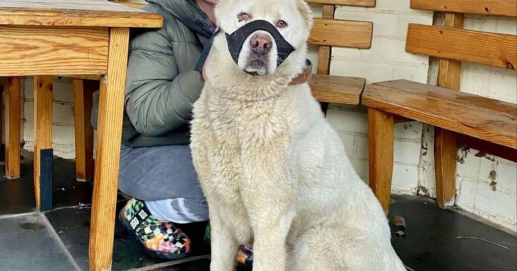 Алабаї та білі вівчарки у калюжах і на ланцюгах: зоозахисники врятували собак від "власника зі зв'язками"