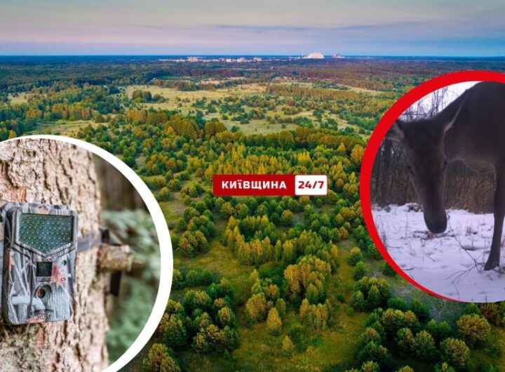Лісова модель: олениця «позує» перед фотопасткою в Чорнобильській зоні
