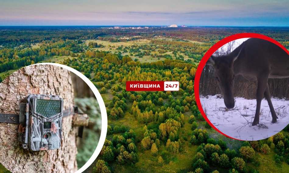 Лісова модель: олениця «позує» перед фотопасткою в Чорнобильській зоні