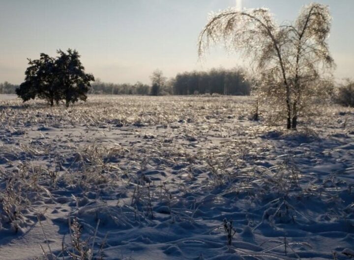 Льодяна пастка біля Чорнобиля: аномальна погода ускладнила виживання диких тварин