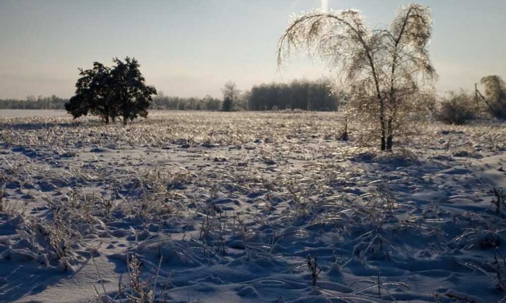 Льодяна пастка біля Чорнобиля: аномальна погода ускладнила виживання диких тварин
