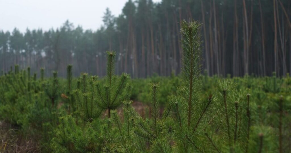 На Київщині працівників «Ліси України» підозрюють у спробі розкрадання ₴100 тисяч