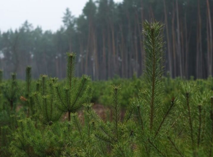 На Київщині працівників «Ліси України» підозрюють у спробі розкрадання ₴100 тисяч