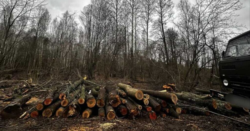 940 дерев і 17 мільйонів: прокуратура судиться з «Лісами України» через масштабні вирубки на Київщині