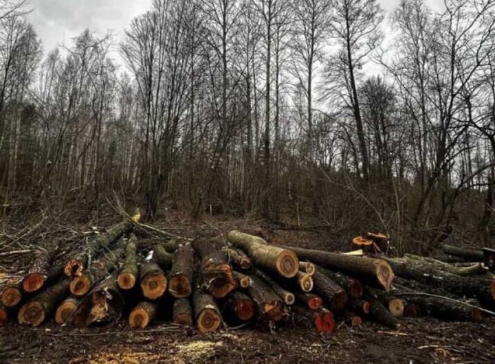 940 дерев і 17 мільйонів: прокуратура судиться з «Лісами України» через масштабні вирубки на Київщині