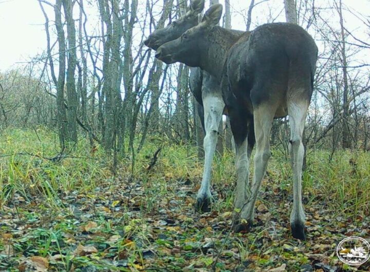 Чорнобильська дивина: фотопастка «зловила» лосів із двома головами та п'ятьма ногами